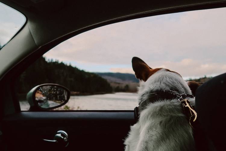 Close up of dog looking out the window.