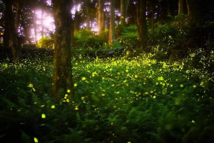 View of fireflies.